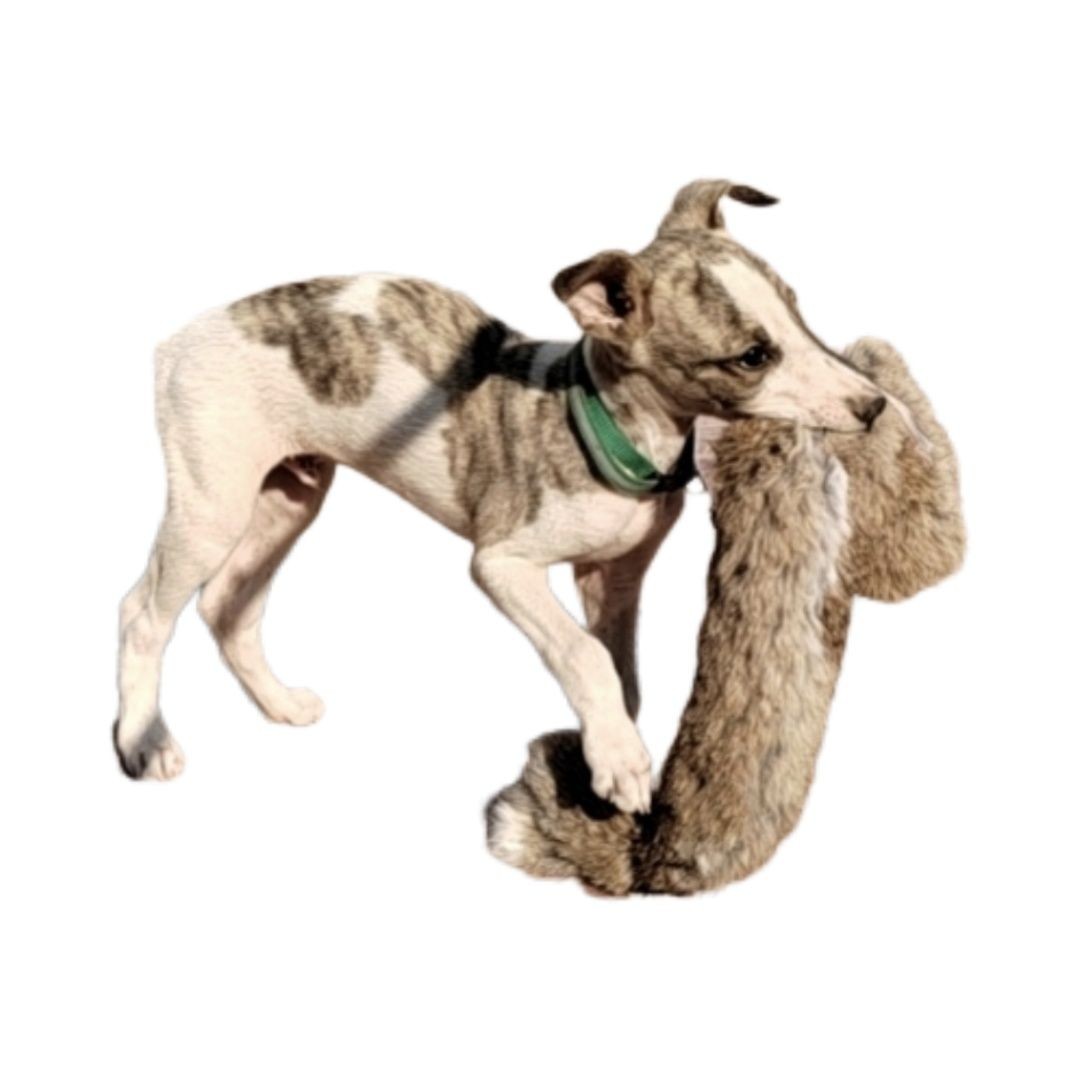 Outdoor Dog Walking Hunting Ch - Outdoor Hunting Dogs incelemesi ve fiyatı