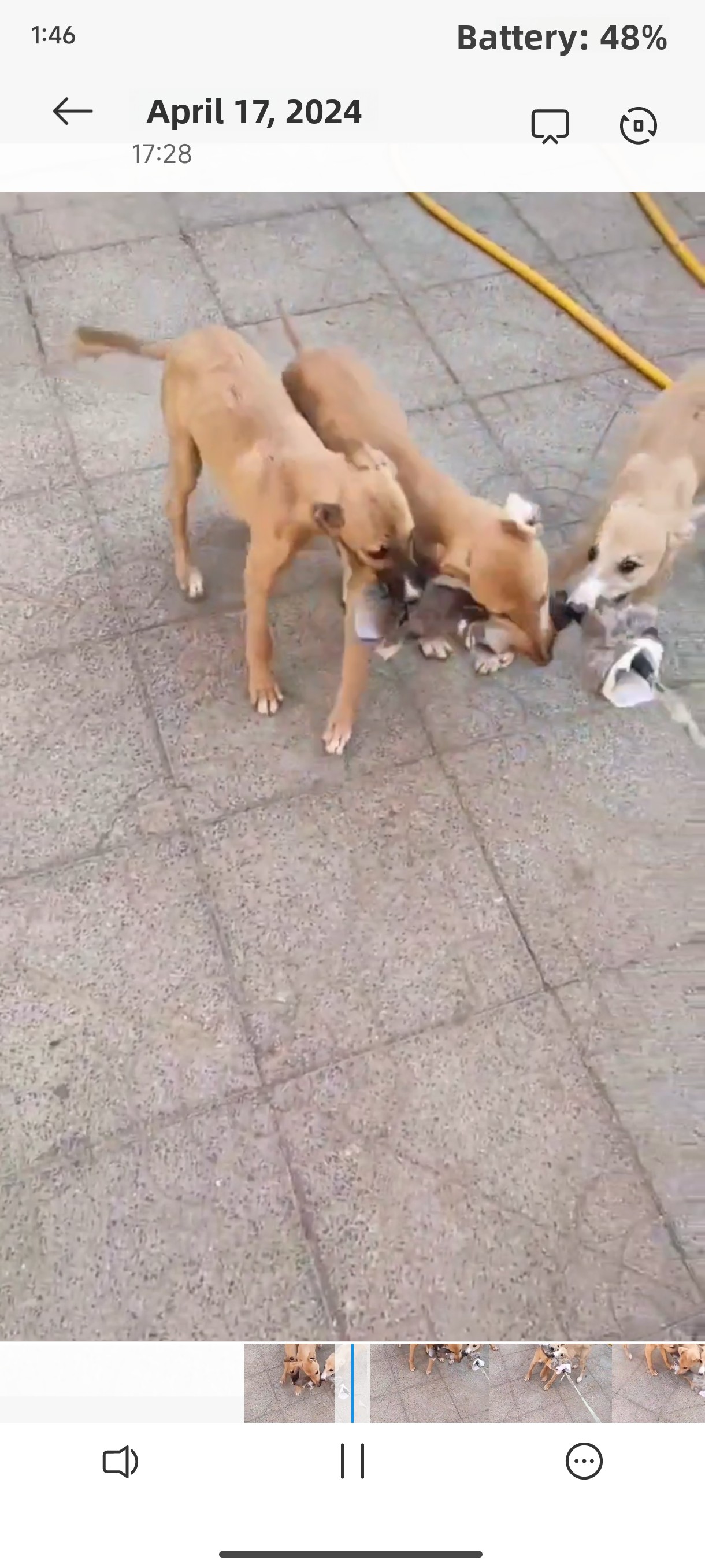 Outdoor Dog Walking Hunting Ch - Outdoor Hunting Dogs incelemesi ve fiyatı