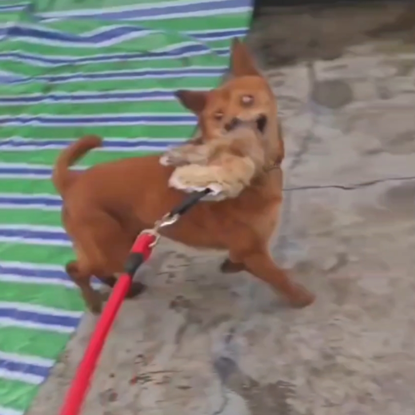 Outdoor Dog Walking Hunting Ch - Outdoor Hunting Dogs incelemesi ve fiyatı