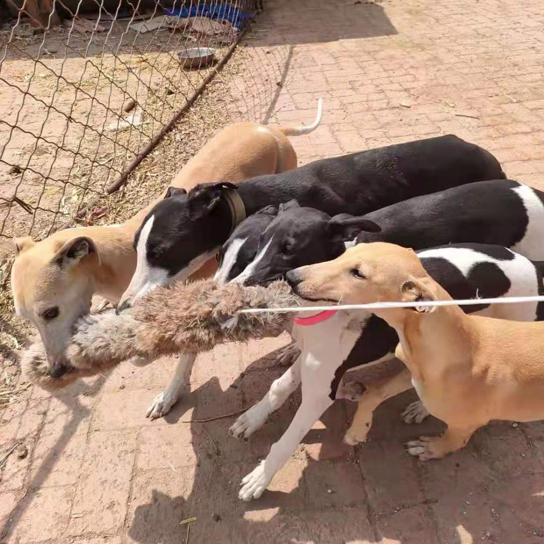 Outdoor Dog Walking Hunting Ch - Outdoor Hunting Dogs incelemesi ve fiyatı