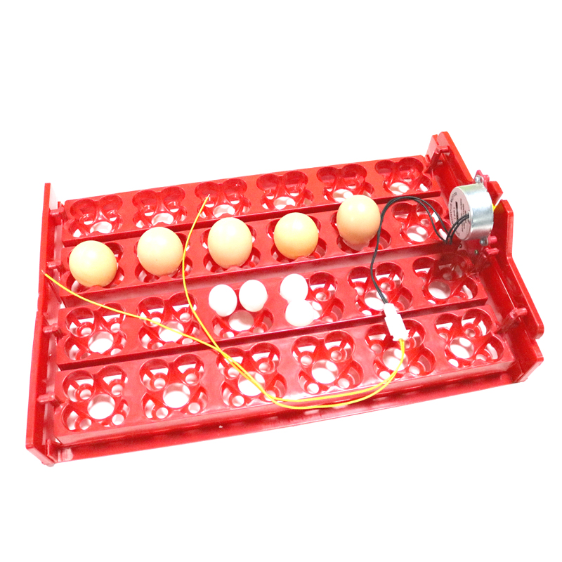 24 Eggs/96 Quail Eggs Hatching - Hunting Quail incelemesi ve fiyatı