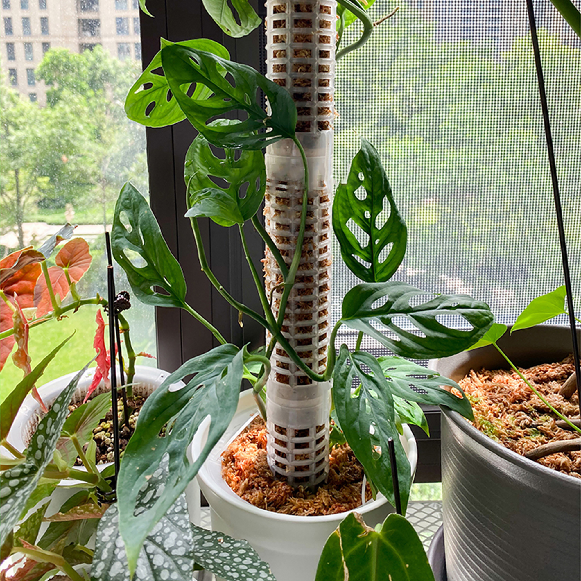 Plant Climbing Column Sphagnum - Tree Stand Ladder incelemesi ve fiyatı