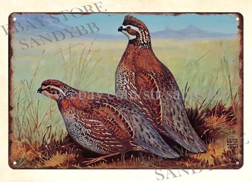 1950S STORZ BEER LYNN BOGUE HU - Hunting Quail incelemesi ve fiyatı